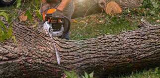 Professional Tree Care in Bells, TN