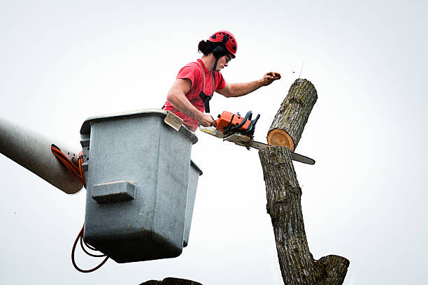 How Our Tree Care Process Works  in  Bells, TN